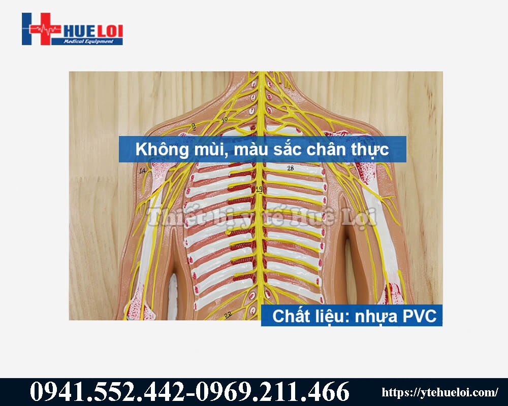 phần ngực và xương xườn của mô hình