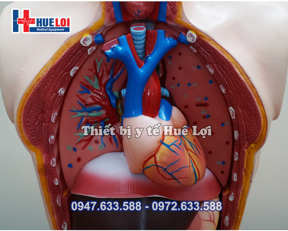 mô hình giải phẫu hệ cơ quan nam giới