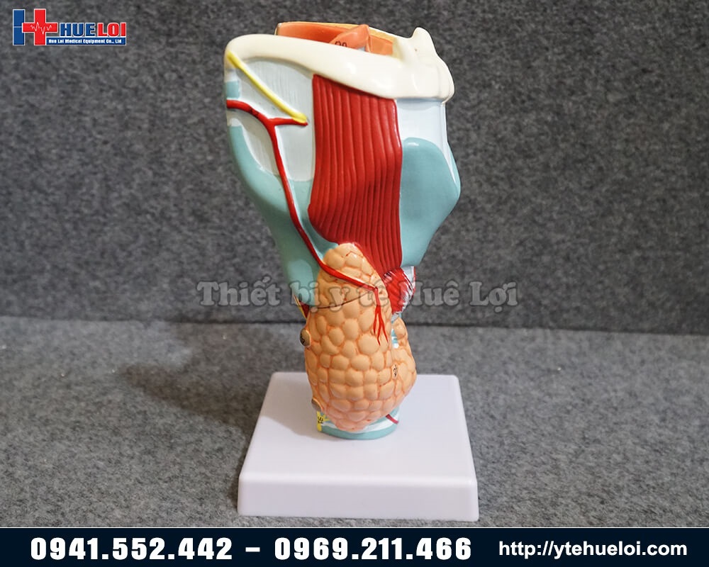 mô hình họng và thanh quản bóc tách