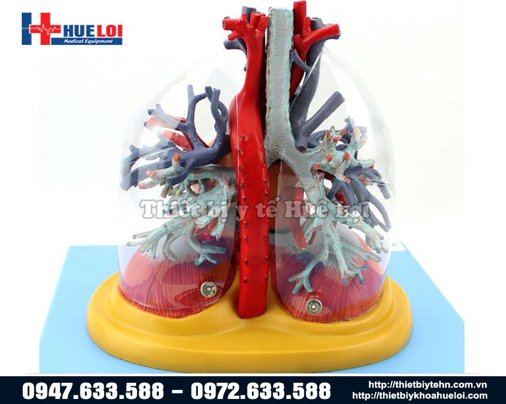 mô hình tim phổi
