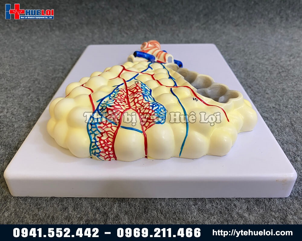 mô hình túi phế nang chi tiết