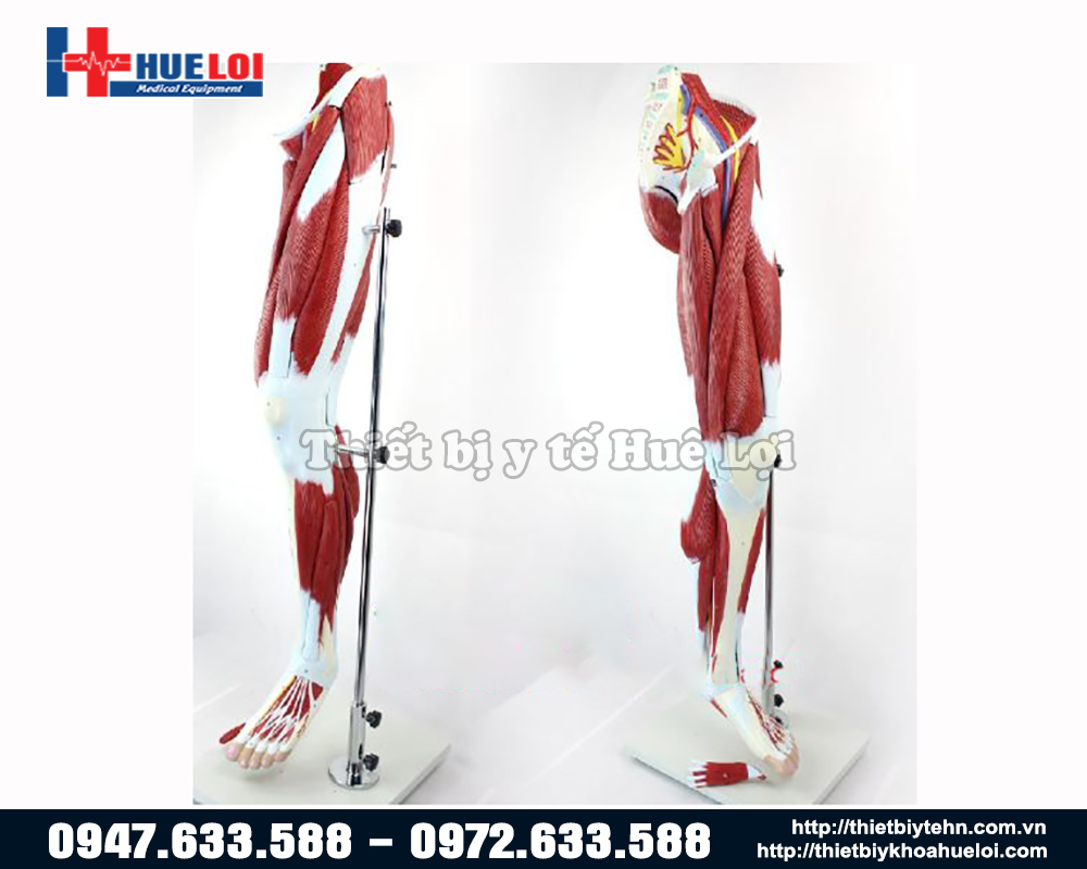 mô hình cơ và thần kinh chi dưới