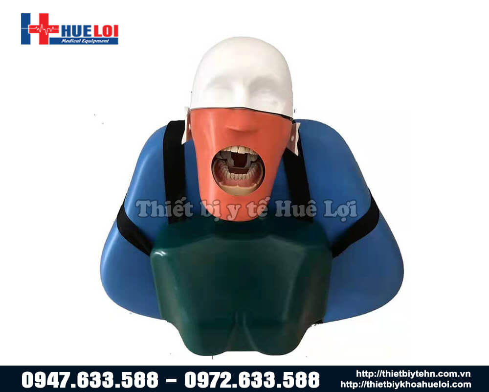 mô hình thực tập khám răng