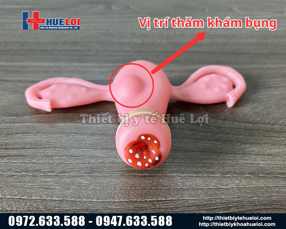 mô hình khám bệnh phụ khoa