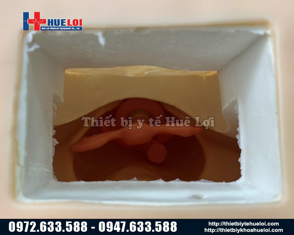 mô hình thực nghiệm khám phụ khoa
