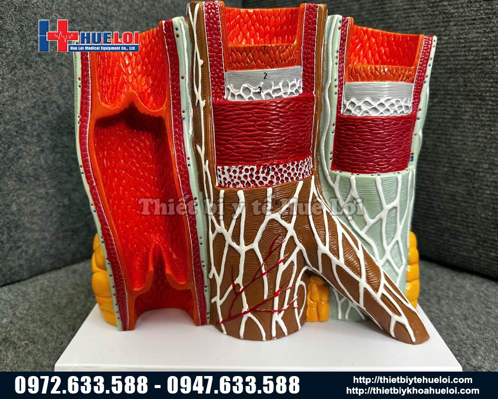 cấu tạo thành mạch