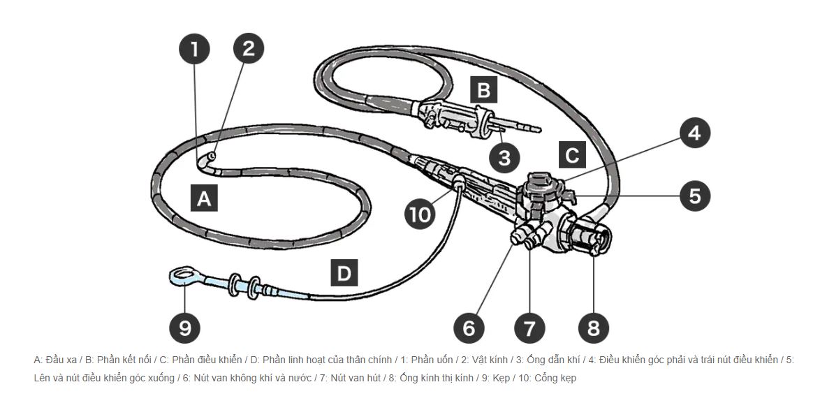 cấu tạo ống nội soi mềm