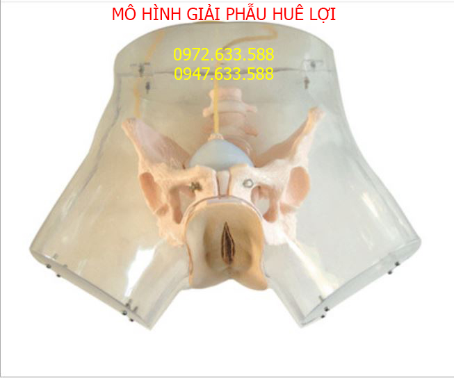 mo-hinh-thuc-hanh-nao-pha-thai-2