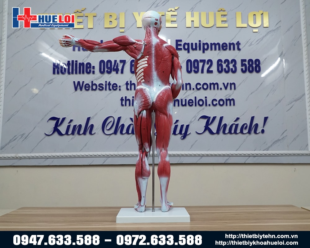 Mô hình giải phẫu hệ cơ và nội tạng 78cm