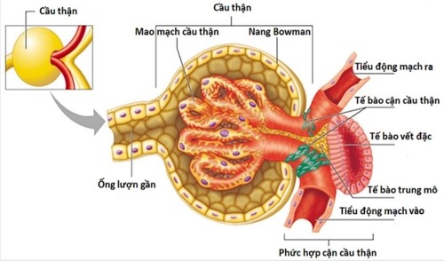 tieu-cau-than