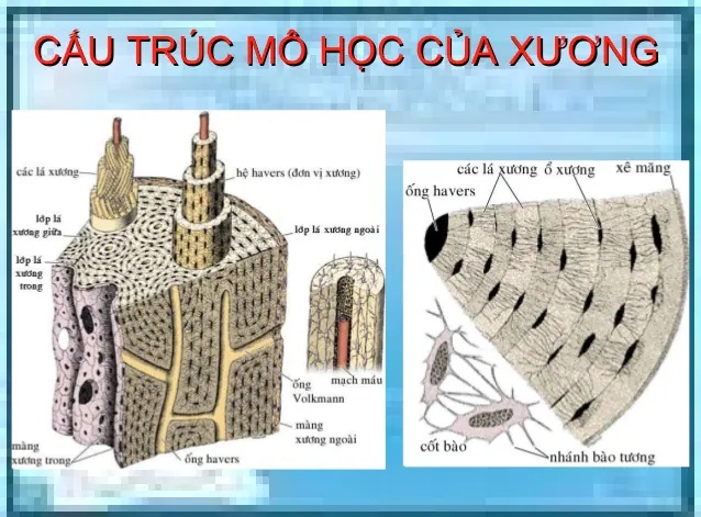 cấu trúc mô xương người