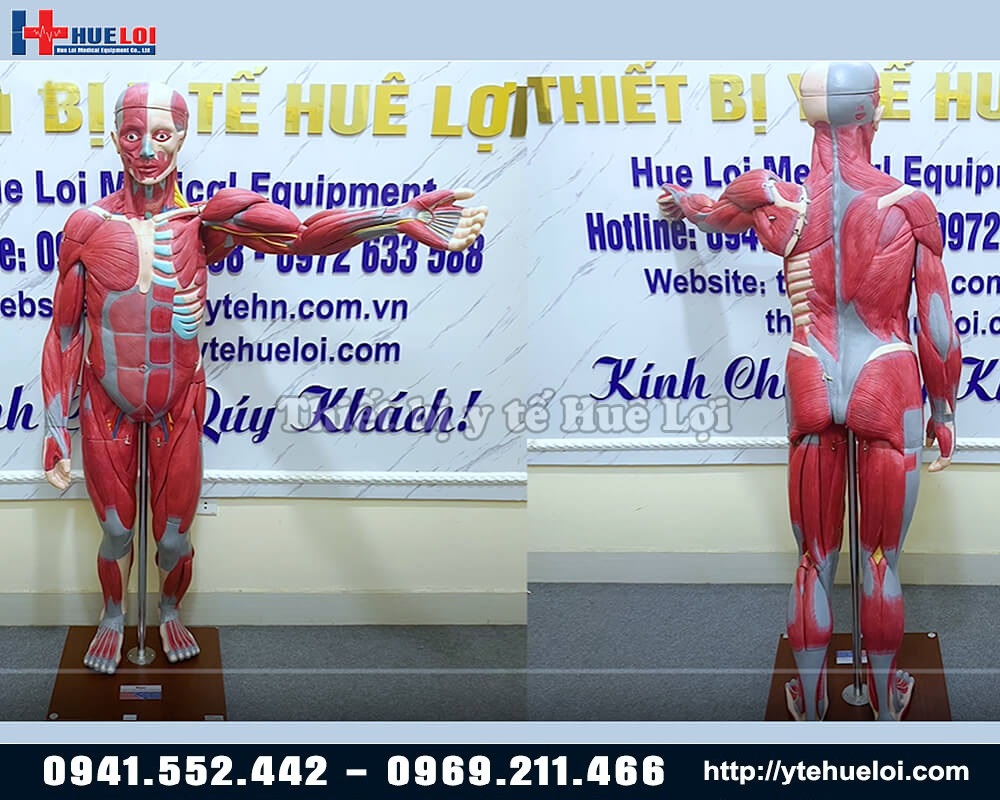 mô hình giải phẫu cơ thể người 170 cm