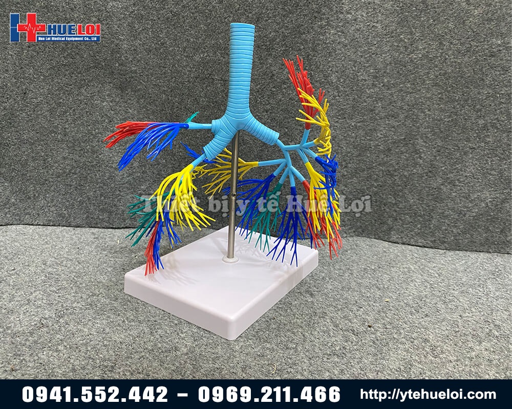 mô hình phổi 3d chi tiết